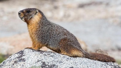 The bubonic plague has swapped its rats for marmots in Mongolia where two cases reported