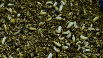 Black soldier fly start-up Entoprotech starts first funding round