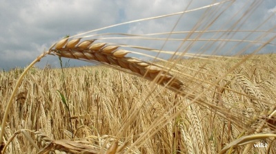 War in Ukraine would send global grain prices soaring, threatening a possible repeat of the Arab Spring
