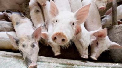 Serbia the latest country to report African swine fever as global epidemic spreads in Eastern Europe