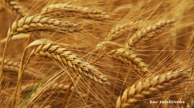 Russia expecting the grain harvest to tumble by 20mn tonnes as Global Warming pushes its fertile grain belt northwards