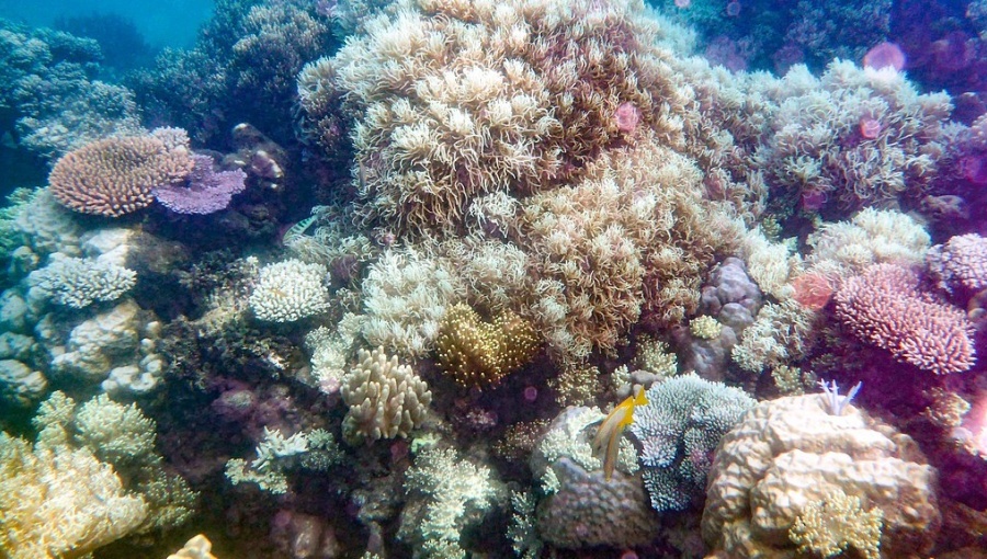 The Great Barrier Reef faces an