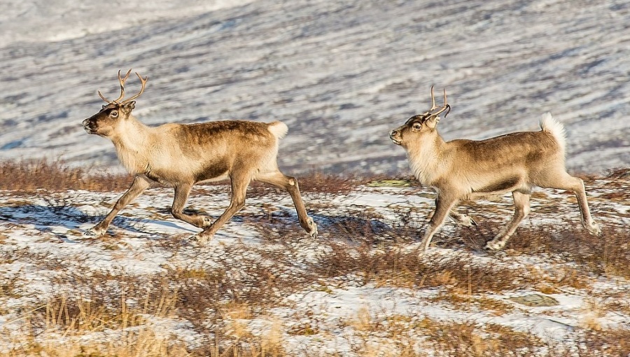 Reindeer, which live in the Arctic, are especially vulnerable to rising temperatures.