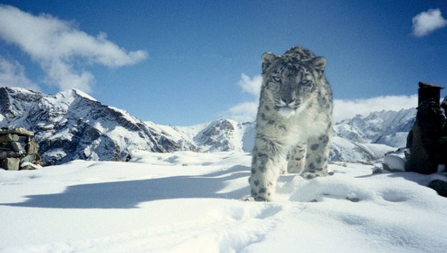 During the summit, the Central Asian states signed a memorandum on the protection and preservation of the snow leopard.