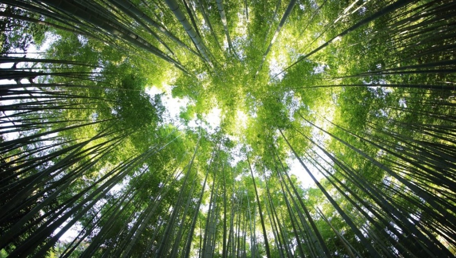As temperatures rise trees become stressed and take less CO2 out of the air.