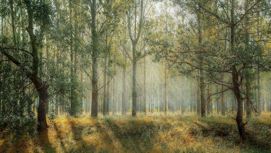 Having more trees is good for the climate? A new study says it depends. Sometimes its better to have no trees as things like snow-covered land is better at reflecting heat back into space and so cool the planet faster than trees eating CO2.