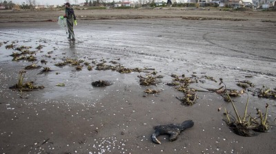 Young cormorants dying in large numbers on Caspian coastline