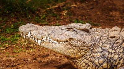 Cambodia to export over 3,000 crocodiles to China and Vietnam in September