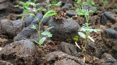 Cow dung to power Suzuki biogas push in India