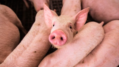Vietnam considers multi-storey pig farms to boost livestock efficiency