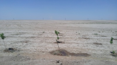 Trees planted in the desert in Uzbekistan, close to the Turkmen border. 