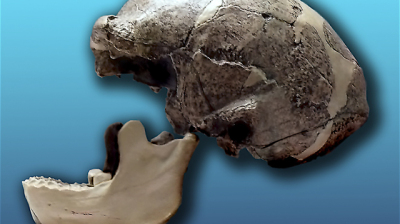 Skull discovered in China may – or may not - rewrite human history