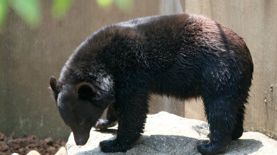 Japan's recent bear attacks blamed on food and land crises