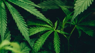 Foreign investors welcome to cultivate cannabis legally in Sri Lanka