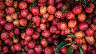 Lychees come through for Vietnam’s Bắc Ninh Province