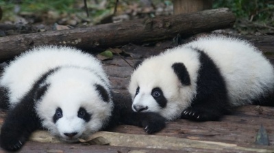 Panda politics at play once more between Japan and China