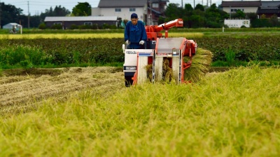Japan rice prices dip below key threshold