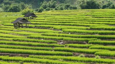 Indonesia signs 1,000-tonne rice MoU with Malaysia amid 38.6mn-tonne bumper harvest projection
