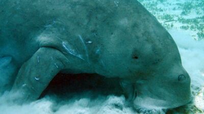 Malaysia moves to expand legal protection for nine marine mammal species