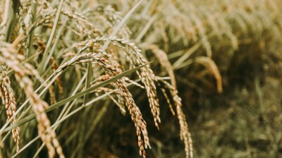 India's rice surplus to fuel record exports amid global supply worries