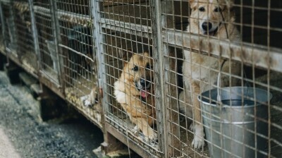 Stopping dog meat sales in Indonesia is more about shuffling paperwork than morality