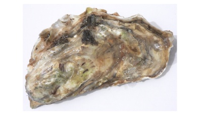 Chinese researchers develop revolutionary biodegradable bone glue inspired by oysters