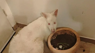 Israeli police apprehend suspect after albino wallaby stolen from zoo