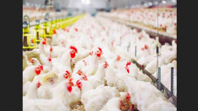 Fowl play? Turkish state rules roost after seizing 80% of chicken industry