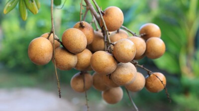 Vietnam’s Hung Yen pushes longan exports with new trade drive