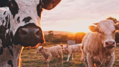 South Korea raises alert after foot-and-mouth disease outbreak