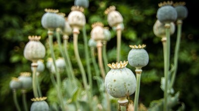 Opium output down in Afghanistan as synthetic drug trade increases: UN