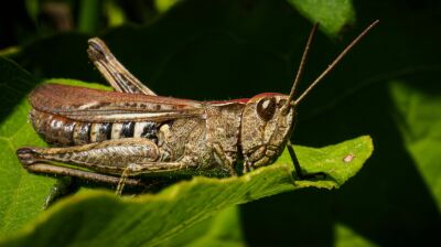 Locust army swarms Iran as farmers battle to save their crops
