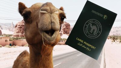 Saudi Arabia introduces camel passports to regulate $13bn market