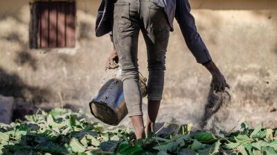 Gulf war poses major threat to global fertiliser markets and food security, IFPRI warns