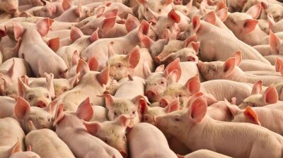 Russia's meat exports to China rise 26% in five months