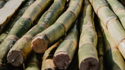 India’s sugar output set to rise 15% in 2026 season   
