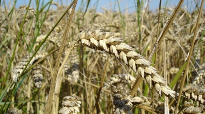 PANNIER: Booming breadbasket Kazakhstan now shipping grain to three continents