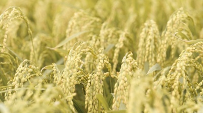 Indonesia targets rice fraud in multi-agency crackdown