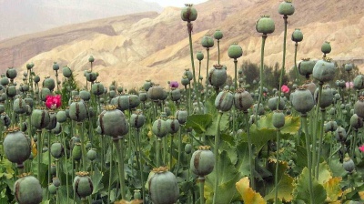 Afghanistan’s heroin boom years ended with US military exit, UN report shows