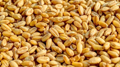 Ukraine faces $3bn grain export loss as Russia's blockade empties Odesa of ships