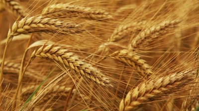Russia expecting the grain harvest to tumble by 20mn tonnes as Global Warming pushes its fertile grain belt northwards 