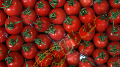 Ukraine's tomatoes are rotting in the field by port closures
