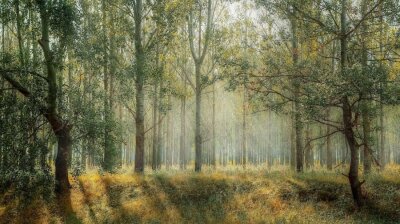 Forest carbon credits are facing a reckoning over albedo risks