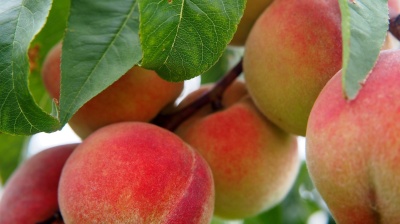 TCHAKAROV: Armenia’s export shock