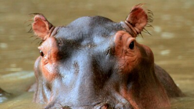 Colombia to cull dozens of Escobar's hippos in bid to halt population explosion