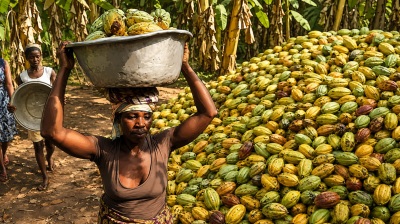 Ghana to raise cocoa funds from bond market, ending decades of syndicated loans