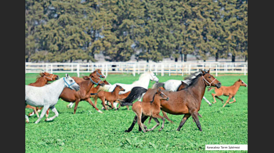 Turkey sells purebred Arabian foal Ergunes in online auction 