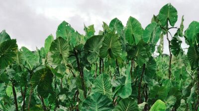 Brazil unveils $125bn tropical forest fund ahead of COP30 summit