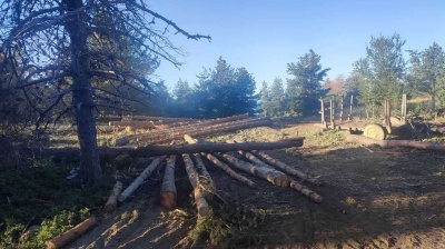North Macedonia busts major illegal logging ring causing €104mn forest damage