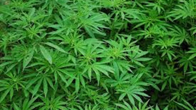 Tirana to wipe out large-scale cannabis cultivation by end-2017, PM says